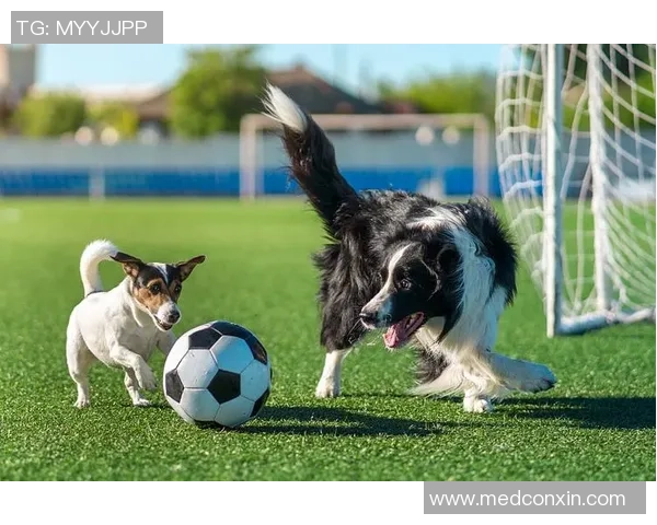 足球明星与爱犬的温馨瞬间大揭秘精美图片展示你不知道的宠物故事 足球明星与爱犬的温馨瞬间大揭秘精美图片展示你不知道的宠物故事